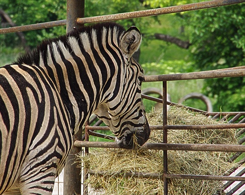 Zebra in HDR