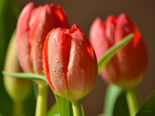 Tulips I.