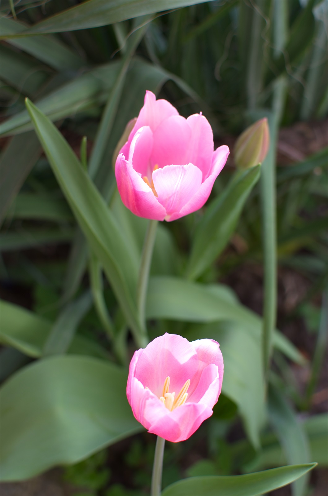 Tulipáni