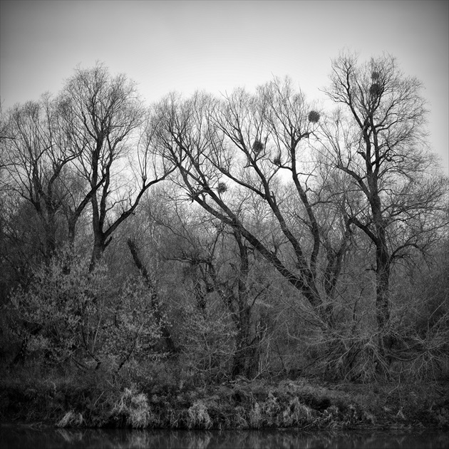 Stromy pri rieke