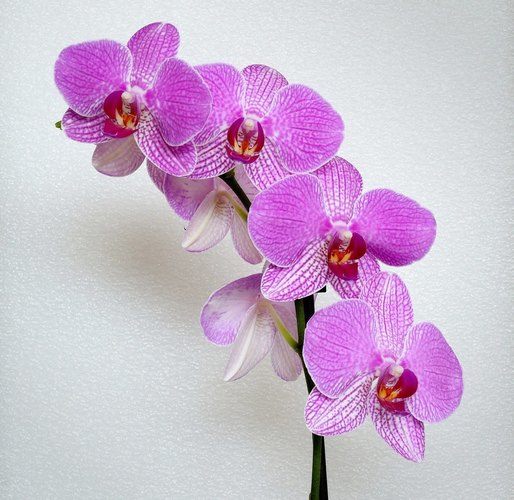 Orchidea II