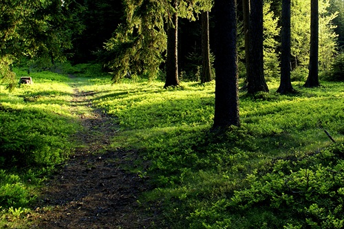 lesným chodníčkom
