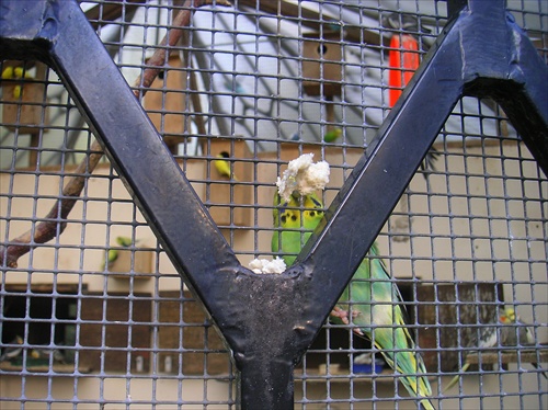 papagaje v zime v UK