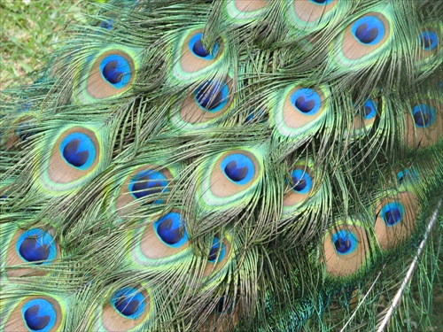 United eyes of peacock