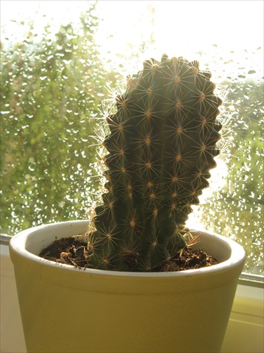 Kaktusss