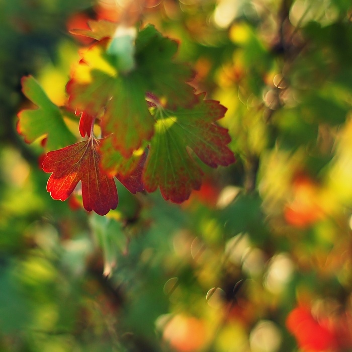 ... farebná jeseň ...