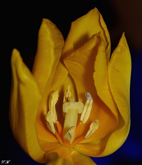 do duše tulipána