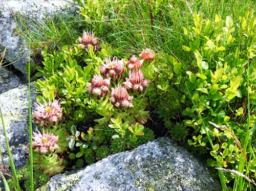 Tatranske kvety.