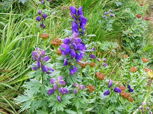 Tatranske kvety.