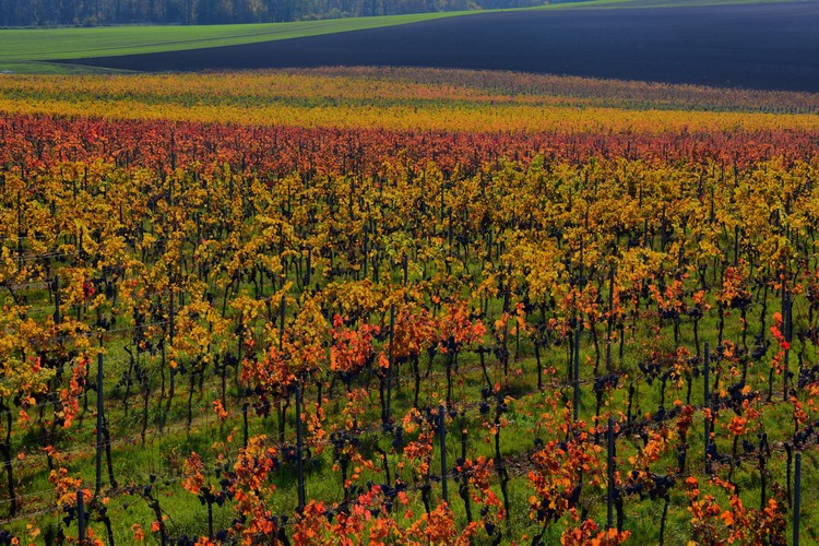 jesenné viniče