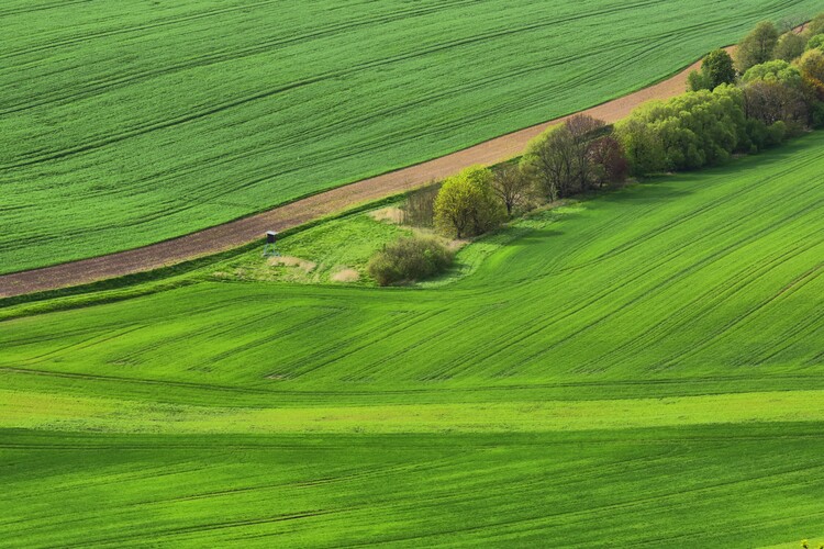 Zeleň