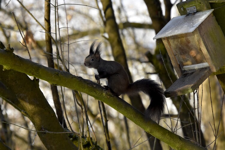 Šťastná veverička