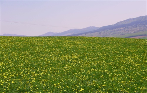 Púpava