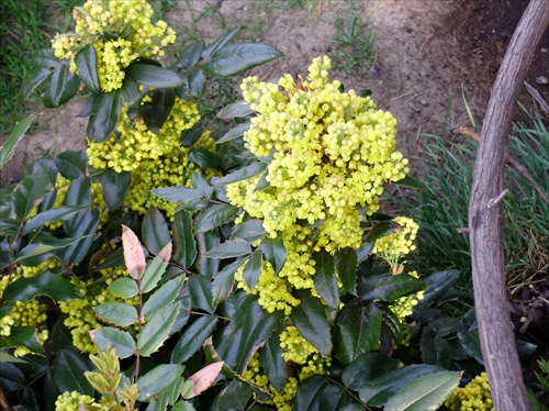 Mahónia