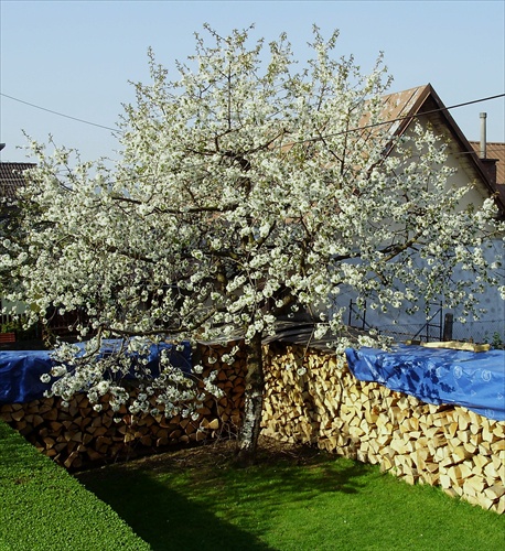 Naša nevesta