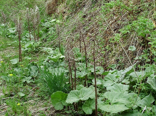 Pokračovanie