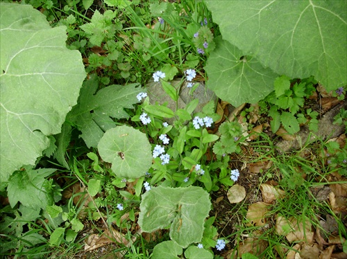 Nezábudka