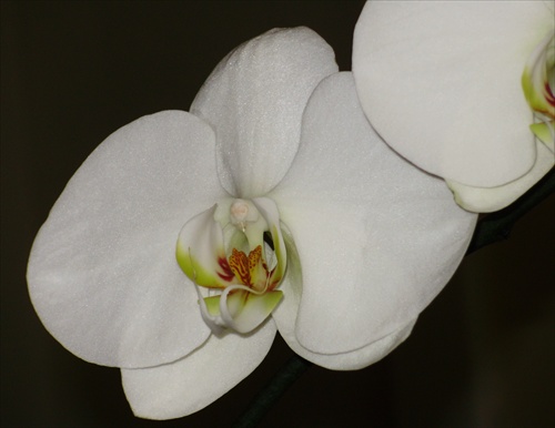 Orchidea