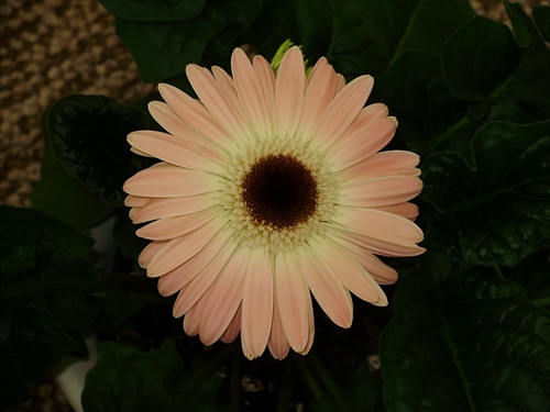 Gerbera