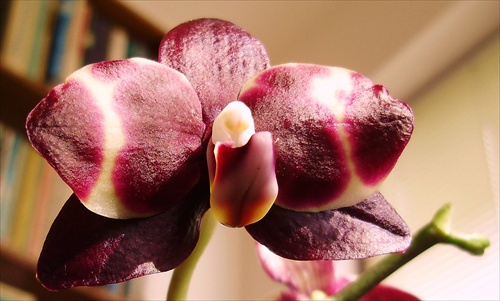 Orchidea