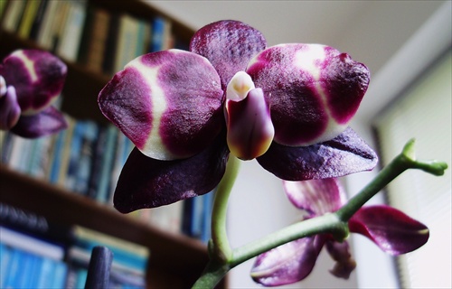 Orchidea