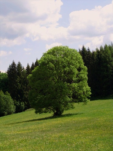 Kalimero už ošatený