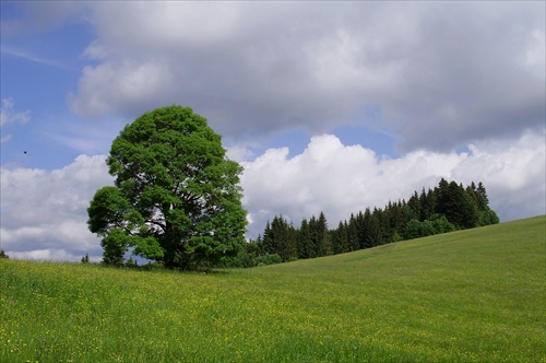 Sám-kalimero