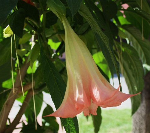 Datura