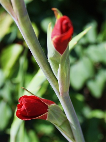 Gladiola