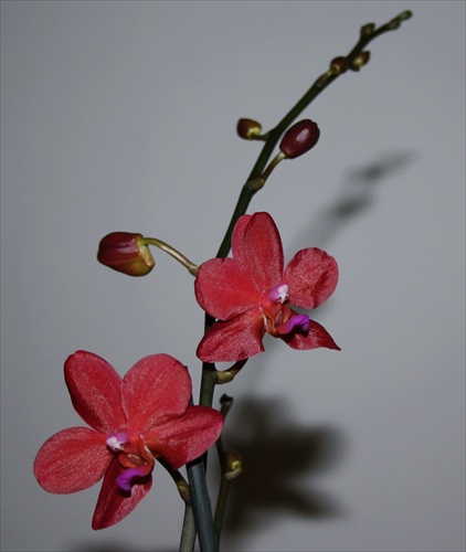 Orchidea