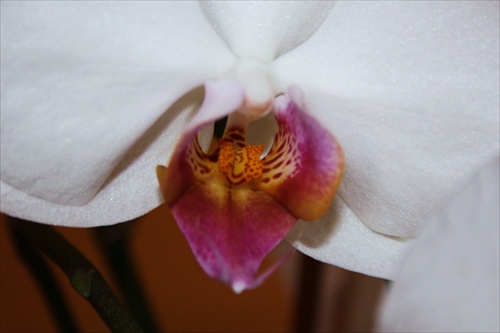 Orchidea