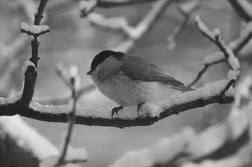 Parus palustris-sýkorka hôrna