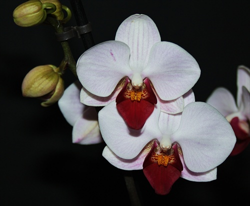 Orchidea