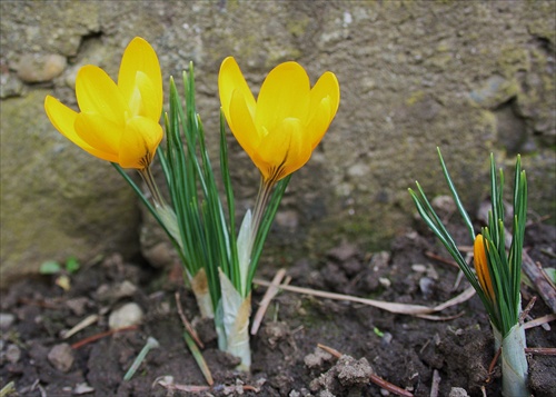 Krokus žltý