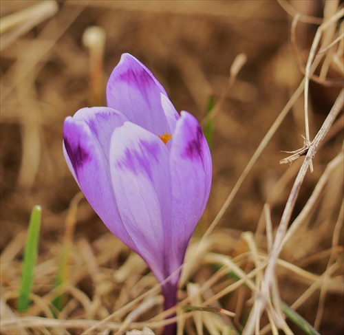 Krokus /Dríšteľ/