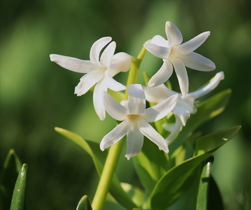 Hyacinthoides hispanika
