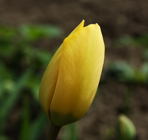 Tulipánik