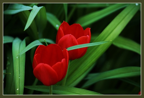 Duo tulipanos