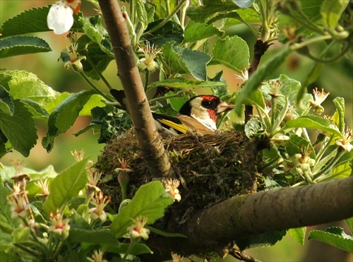 Stehlík obyčajný-carduelis carduelis