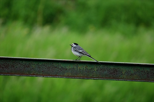 Trasochvost biely-Motacilla alba