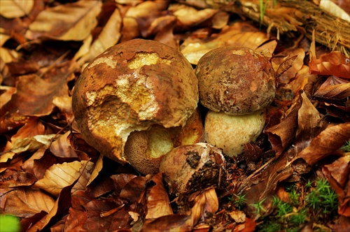 Trio dubákos