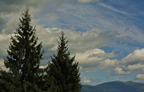 Najkrajšie stromy sú na Horehroní