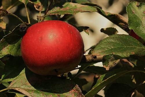 Červené jabĺčko