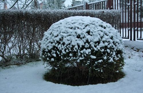 Bombuľka