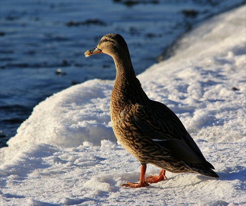 Kačica