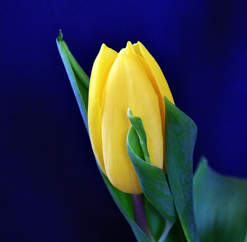 K MDŽ patrí tulipán