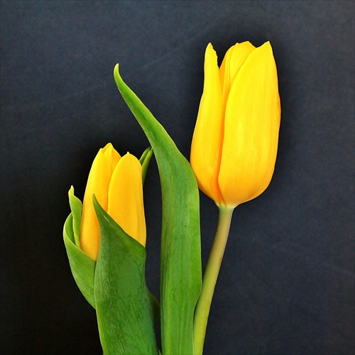 Duo tulipanos