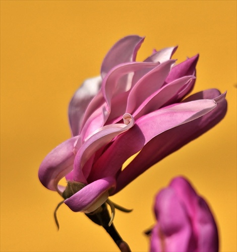 Magnólia-kvet