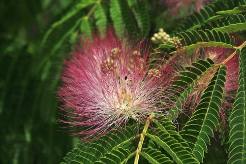 Albizia ružová