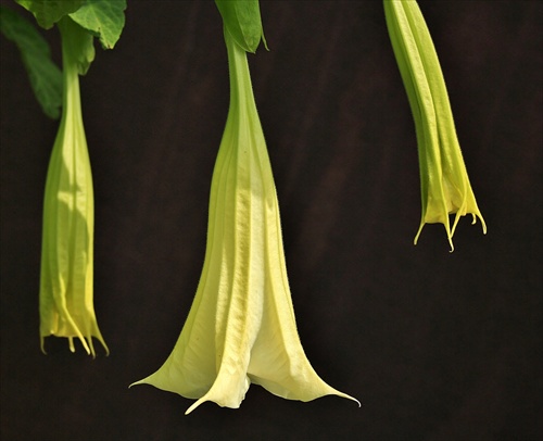 Datura biela